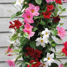 Heirloom Non-GMO Multi-Colored Mandevilla Flower Seeds for Planting – Tropical Vine Seeds - Non-GMO for planting in home garden